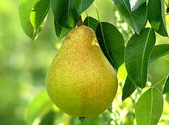 Pear