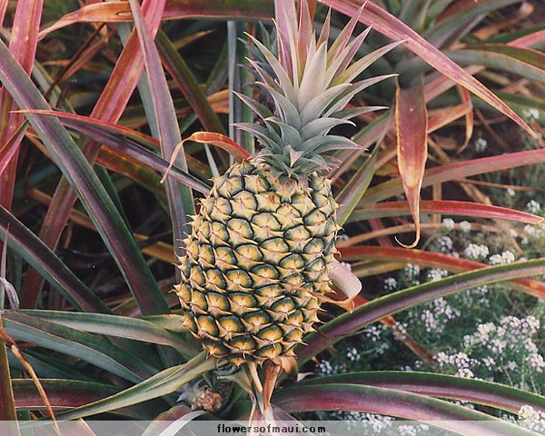 Pineapple