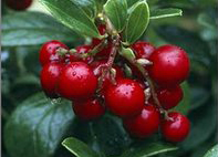 Lingonberry