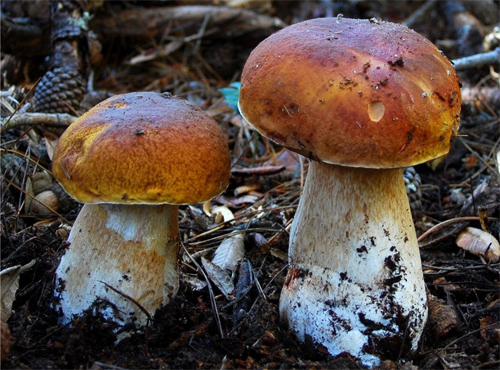 Boletus