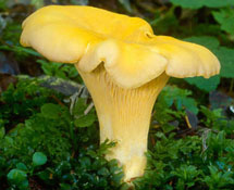 Cantharellus