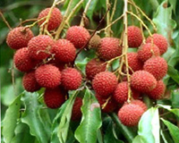 Lychee