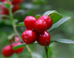 Lingonberry