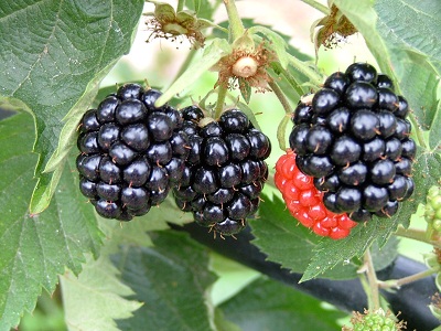 Blackberry